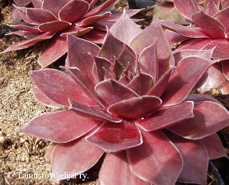  Sempervivum Othello